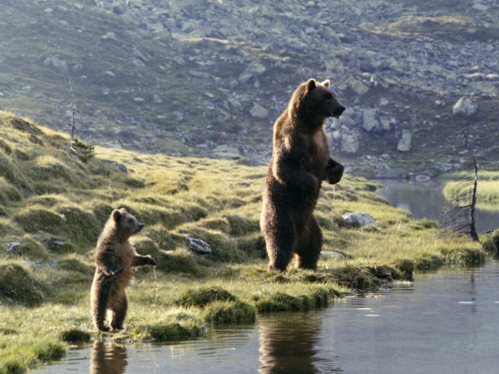 the bear